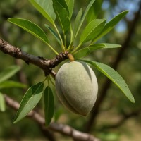 Almonds from Uzbekistan