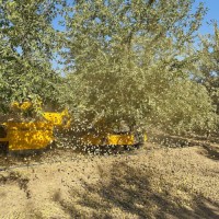 Wholesale Almonds